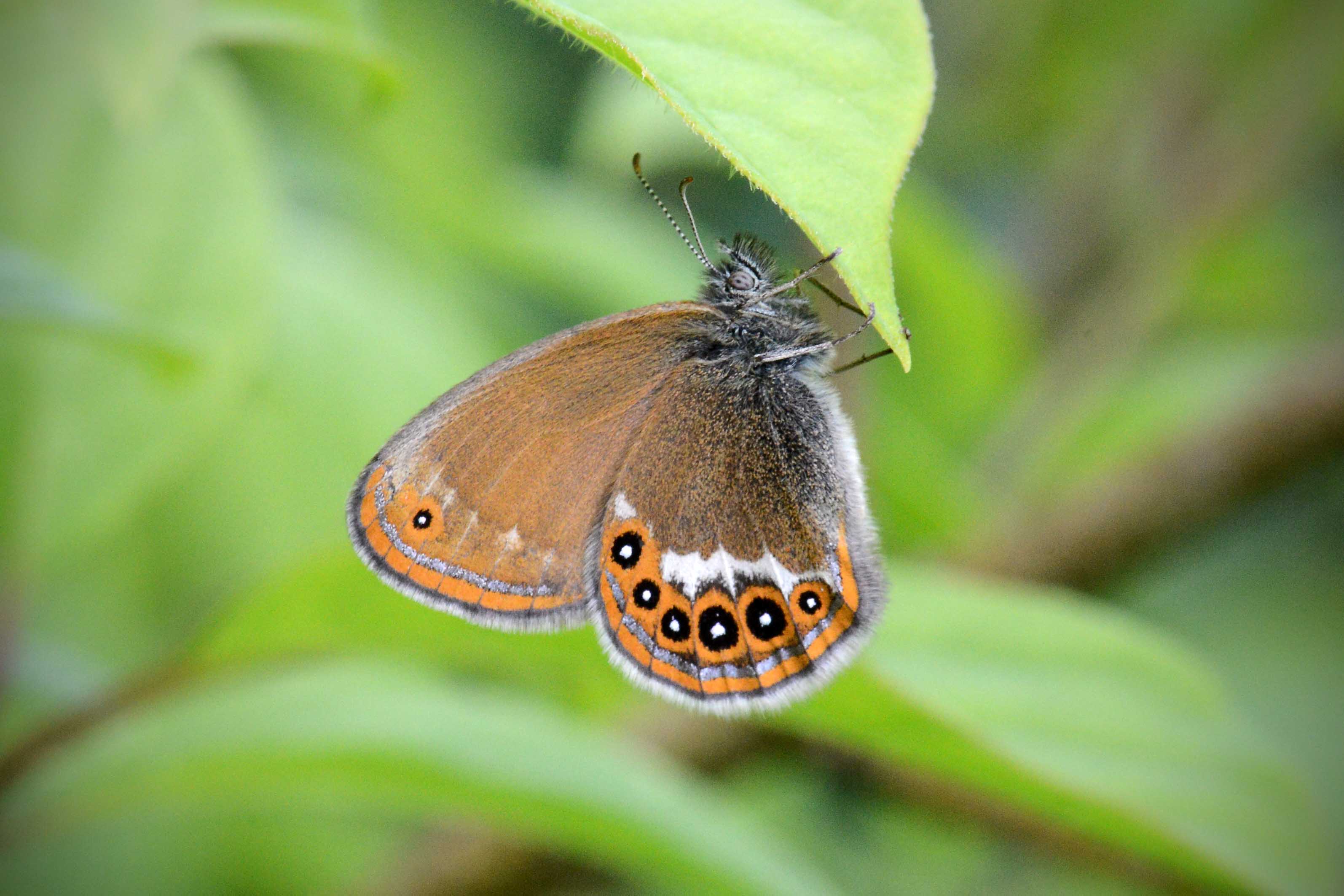 Сенница геро Coenonympha Hero Linnaeus